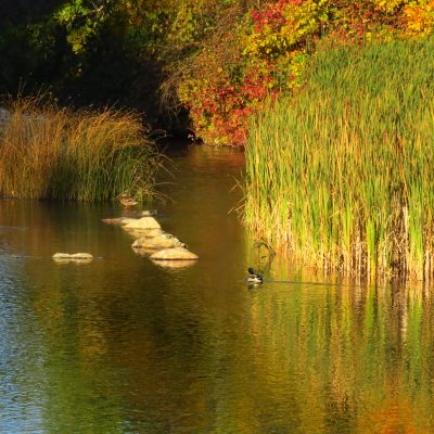 Elk River, autumn_Graydon DeCamp