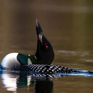 Loon Dance Lake Dubonnet_Jeff Simonis