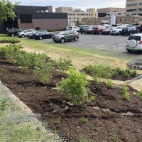 Rain Garden 1_2