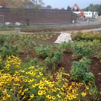 Rain Garden_After_1