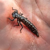 Vandarli Creek #2 Invertebrate Sampling 6.14.2022-42