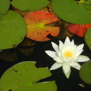 Water lily meditation_Long Lake_Traverse City_Lynn Huffman
